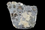 Ammonite (Promicroceras) Cluster - Marston Magna, England #176367-3